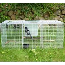 Larsen Trap - Magpie & Grey Crow Trap. 