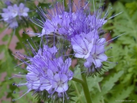 Phacelia for sale in Ireland