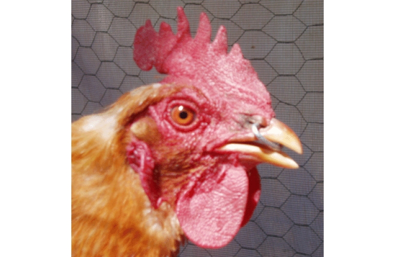 Anti Feather Pecking Products for Poultry & Gamebirds.