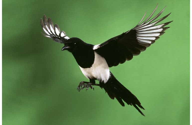 Bird Control Ireland. Winged Vermin Control Products.